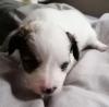 Papillon Pahlene Mix zum verlieben.