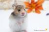 Zauberhafte,  zahme Goldhamster und Teddyhamster