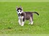 Reinrassige Siberian Husky Welpen abzugeben