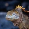 Galapagos Standortreise Insel Santa Cruz,  4 Tage