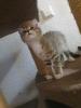 kitten neva masquarade