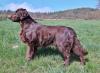 Flatcoated Retriever- Welpen,  schwarz und braun,  mit Papieren