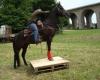 Reitbeteiligung auf Quarter Horse Wallach zu vergeben