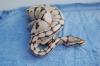 Python regius NZ 2011 Butter, Butterpastel, Lesser, Blue Ey Lucy, Lesserbee und Past