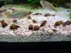10 Tarebia granifera  gestreift  - genoppte Turmdeckelschnecke - Nöppi