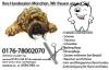 Hundefriseur,  Hundesalon,  Hundepflege,  Hundecoiffeur - München