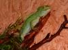 1, 0 Stirnlappenbasilisk Basiliscus plumifrons,   09