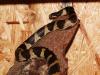 0, 1 Lampropeltis getula californiae,  DNZ 2009