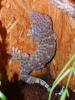 1, 0 Tokeh /  Gekko gecko,  DNZ 2009
