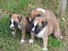 Boxerwelpen