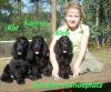 Wunderschöne Englisch Cocker Spaniel - Welpen -  VDH/ FCI
