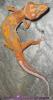Leopardgeckonachzuchten abzugeben,  PLZ 64625