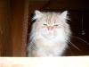 golden chinchilla kater