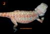 Bartagamen ,  Hypos,  Leatherbacks