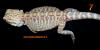 Bartagamen ,  Hypos,  Leatherbacks