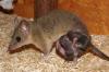 Kurzschwanzopossum Jungtiere Monodelphis domestica ab Anfang/ Mitte November abzu