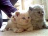 Süsse Britisch Kurzhaar Kitten (creme)