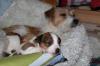Wir haben Welpen! Parson Russell Terrier ohne Papiere!