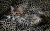Wundervolle Bengal Babys geb. 29.8. 4 Jungs und 2 Mädchen 
