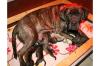 Dogo/  Presa Canario-Welpen