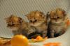 wunderschöne Perser Katerchen in golden