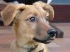 Buddy - Welpe geboren 06/ 2011 - ein ganz besonderer Welpe!