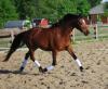 Bildhübsches Welsh-B-Pony ,  Stckm. 1, 44 m,  6 jähriger Stute