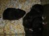 Hamsterbabys abzugeben