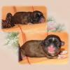 Shih Tzu Welpen aus dt. Zucht mit Papieren