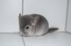 Chinchilla