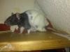 hilfe ratten babys