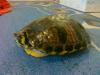 Gelbwangen-Schmuckschildkröte zu Verkaufen