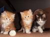 Norwegische Waldkatzen Kitten suchen ein neues Zuhause