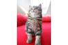 BKH/ Maine Coon Kitten suchen noch TOP Familien 