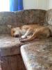 mein hund sucht ein neues zu hause