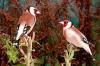 Stieglitz major, Wildfarbige und Mutation