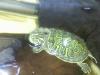 Florida-Rotbauch-Schmuckschildkröte Babys,  Pseudemys nelsoni