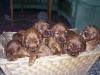 irish setter welpen zu verkaufen