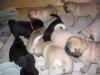 Mops Welpen suchen wunderschönes Zuhause 