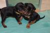 Wir haben Welpen ! ! Deutsche Pinscher schwarz-rot