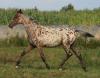 Knabstrupper x Trakehner   Vielseitigkeitspferd