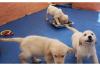 Golden Retriever Welpen für Weihnachten