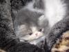   Melody   Entzückendes Persermädchen in Blue-Tabby/ White