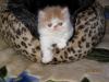   Armani   Traumkaterchen in Red-Tabby/ White