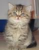 mehrere Katzen abzugeben. Selkirk Rex lockig sowie Glatthaar,  Kurzhaarig