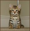 liebenswert und wunderbar bengal kitten zur Adoption freizugeben