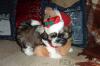 Tibetische Schönheit Shih-Tzu Mädchen