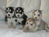  Siberian husky welpen!!