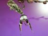 Gottesanbeterinnen (Hymenopus /  Idolomantis /  Plistospilota)