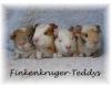 viele süße Meerschweinchen der Rassen US-Teddy und Rex